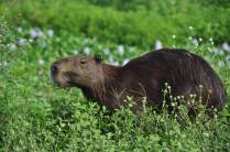Capivaras vivem às milhares no Hato El Cedral, na região dos llanos, na Venezuela